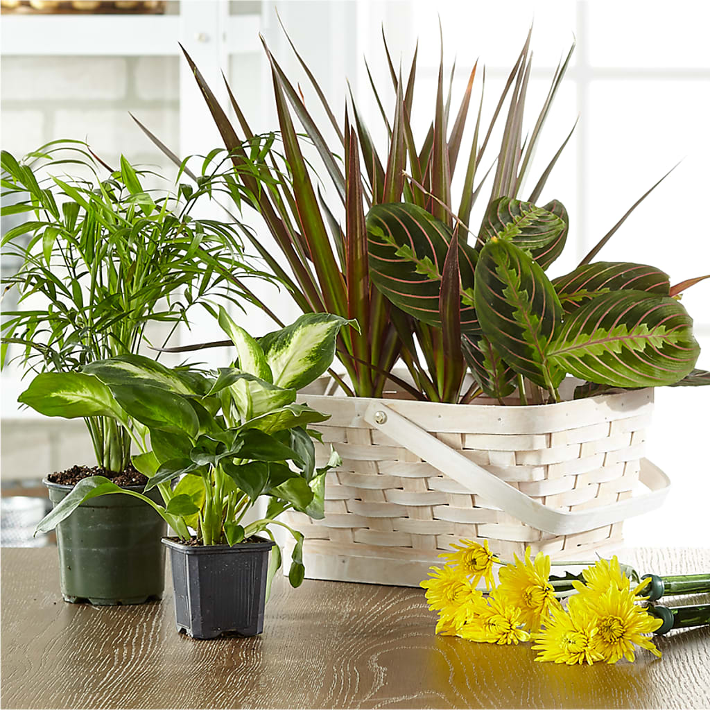 Florist Designed Blooming and Green Plants in a Basket – WOYSHNER'S FLOWER SHOP, Lackawanna NY