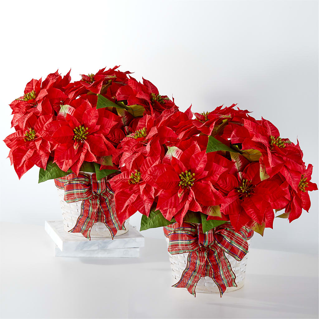 Happiest Holidays Poinsettia Bundle – WOYSHNER'S FLOWER SHOP, Lackawanna NY