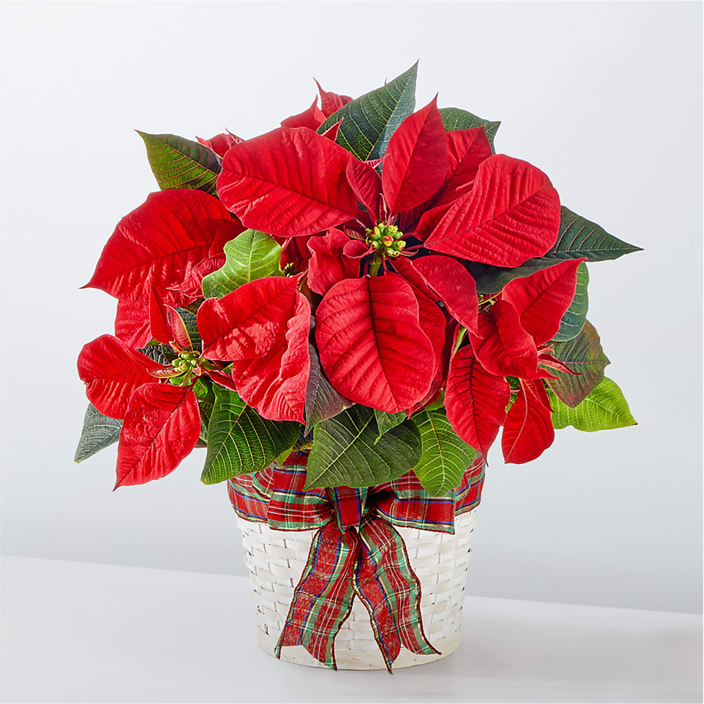 Happiest Holidays Poinsettia – WOYSHNER'S FLOWER SHOP, Lackawanna NY