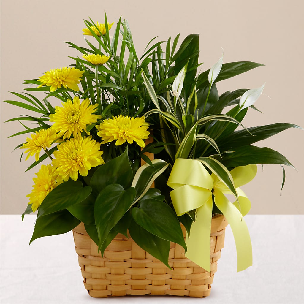 Loving Light Dishgarden – WOYSHNER'S FLOWER SHOP, Lackawanna NY