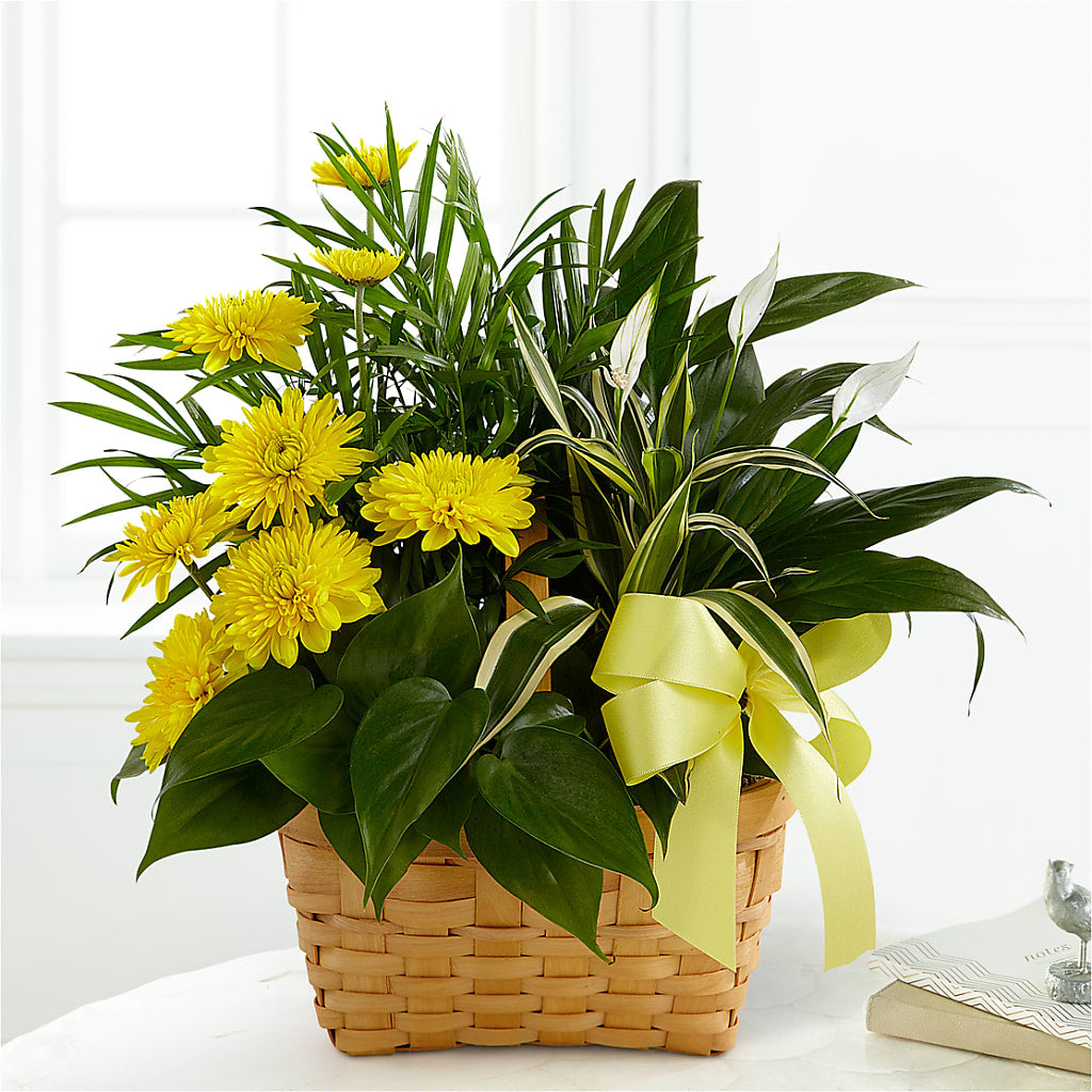 Loving Light Dishgarden – WOYSHNER'S FLOWER SHOP, Lackawanna NY