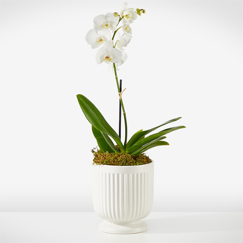 Whispering White Orchid – WOYSHNER'S FLOWER SHOP, Lackawanna NY