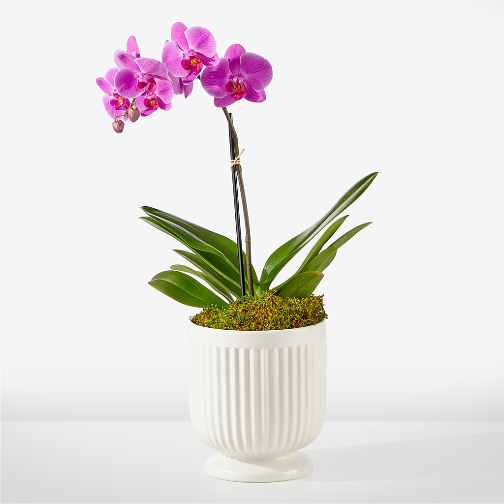 Friendly Fuchsia Orchid – WOYSHNER'S FLOWER SHOP, Lackawanna NY