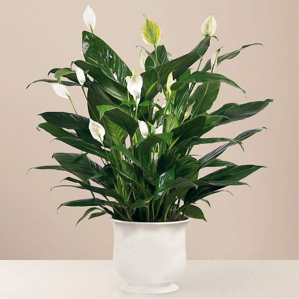 Comfort Planter – WOYSHNER'S FLOWER SHOP, Lackawanna NY