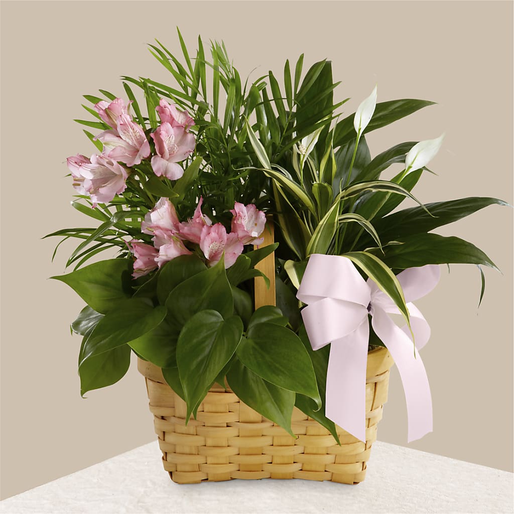 Living Spirit Dishgarden – WOYSHNER'S FLOWER SHOP, Lackawanna NY