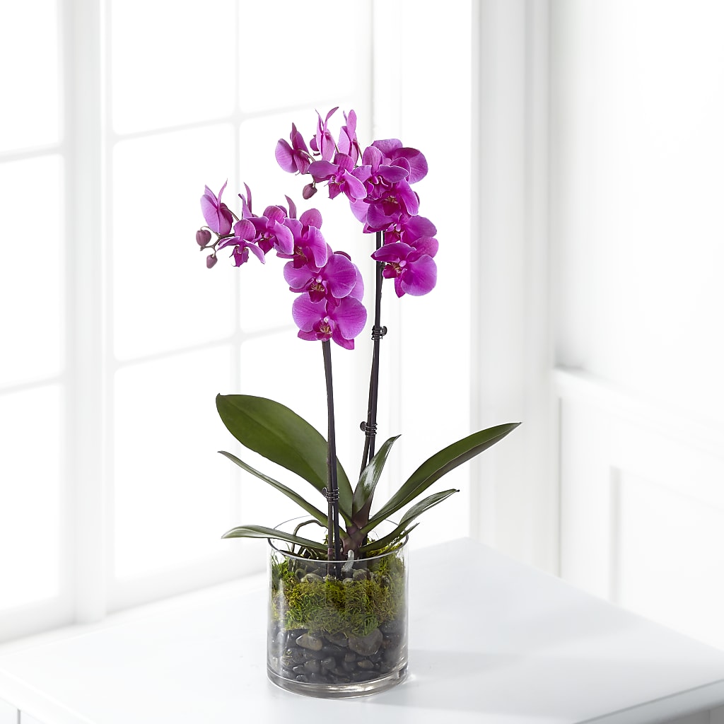 Pink Orchid Plant – WOYSHNER'S FLOWER SHOP, Lackawanna NY