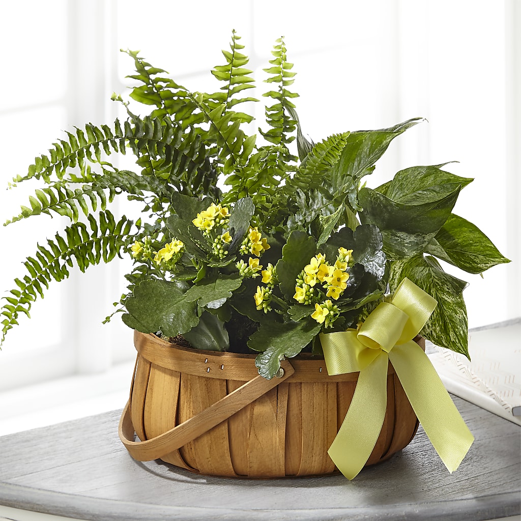 Always Dear Dishgarden – WOYSHNER'S FLOWER SHOP, Lackawanna NY