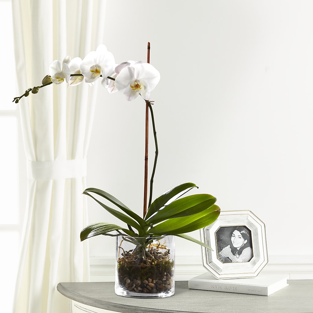 White Orchid Planter – WOYSHNER'S FLOWER SHOP, Lackawanna NY
