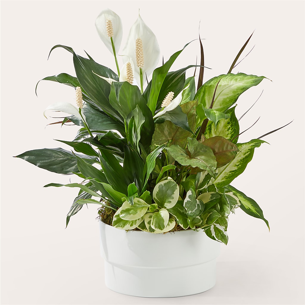 Radiating Positivity Dishgarden – WOYSHNER'S FLOWER SHOP, Lackawanna NY
