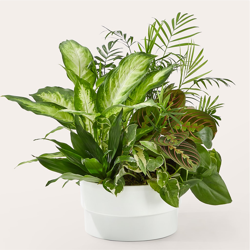 Radiating Positivity Dishgarden – WOYSHNER'S FLOWER SHOP, Lackawanna NY