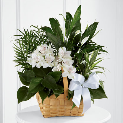 Peace & Serenity Dishgarden – WOYSHNER'S FLOWER SHOP, Lackawanna NY
