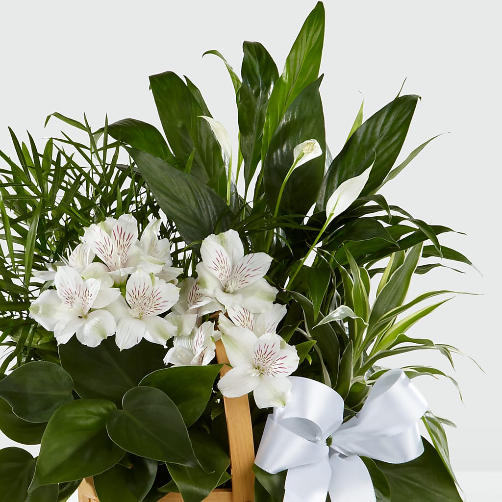 Peace & Serenity Dishgarden – WOYSHNER'S FLOWER SHOP, Lackawanna NY