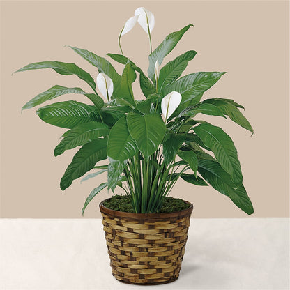 Tranquil Moments Peace Lily Plant – WOYSHNER'S FLOWER SHOP, Lackawanna NY