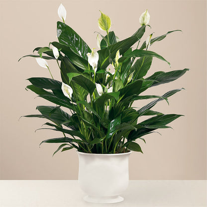 Comfort Planter – WOYSHNER'S FLOWER SHOP, Lackawanna NY