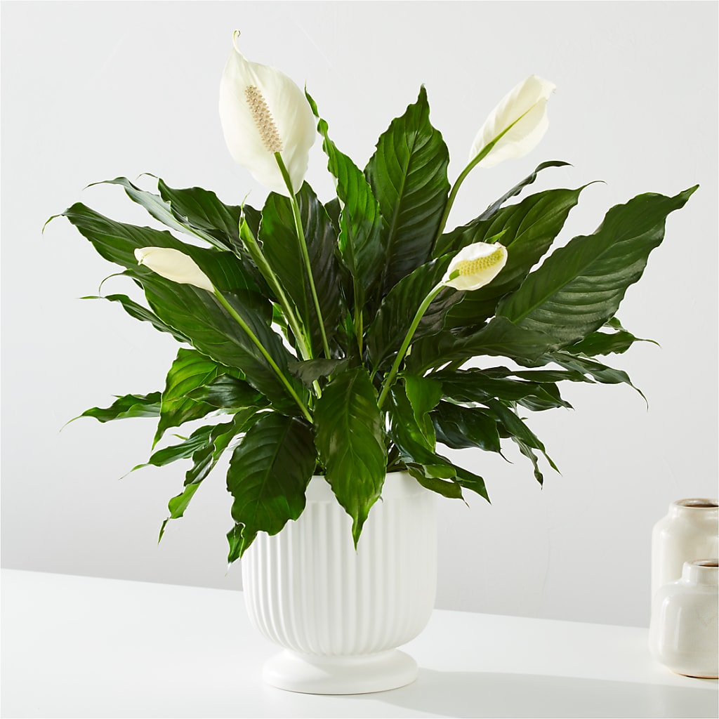 Comfort Planter – WOYSHNER'S FLOWER SHOP, Lackawanna NY