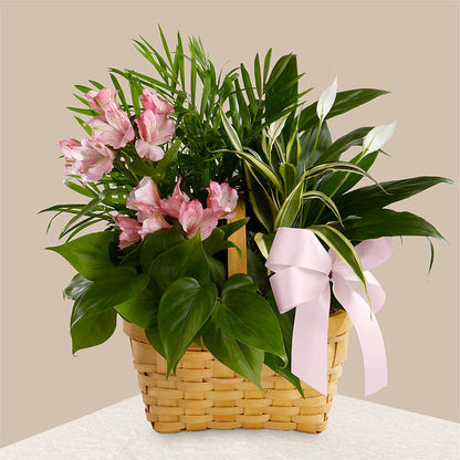 Living Spirit Dishgarden – WOYSHNER'S FLOWER SHOP, Lackawanna NY