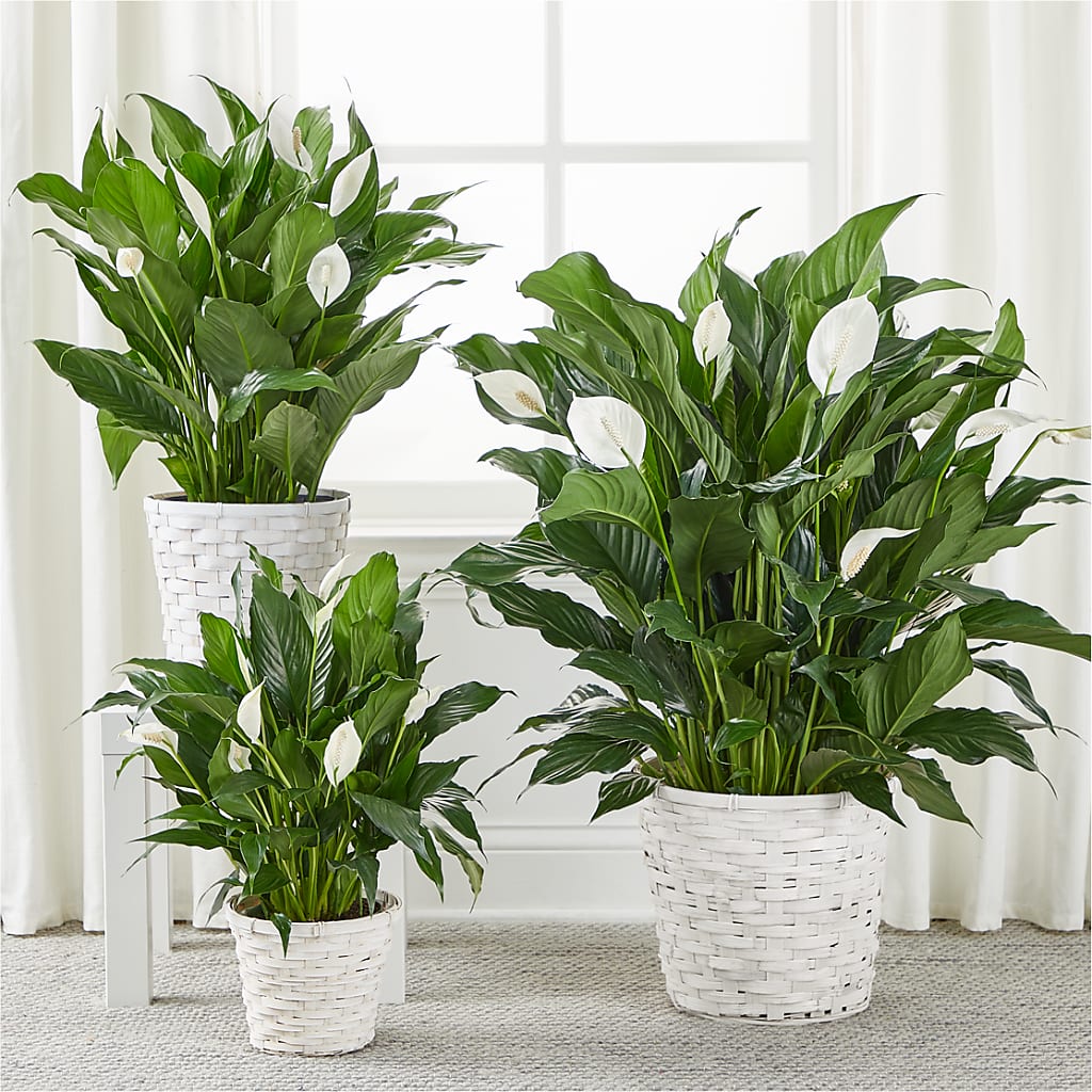 A New Leaf Peace Lily – WOYSHNER'S FLOWER SHOP, Lackawanna NY