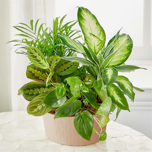 Balance & Harmony Dishgarden – WOYSHNER'S FLOWER SHOP, Lackawanna NY