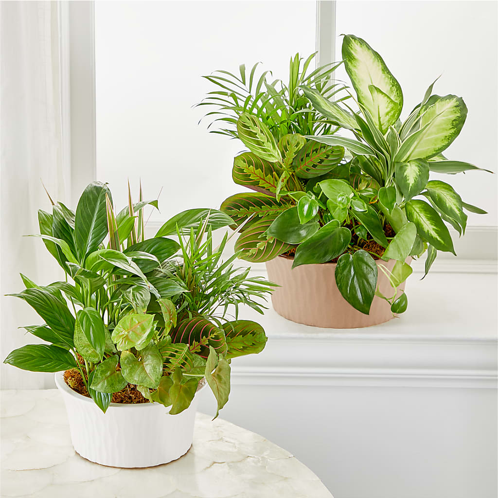 Balance & Harmony Dishgarden – WOYSHNER'S FLOWER SHOP, Lackawanna NY