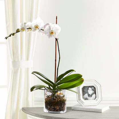 White Orchid Planter – WOYSHNER'S FLOWER SHOP, Lackawanna NY