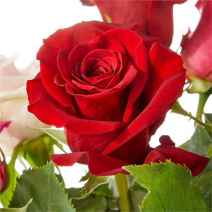 Love Notes Rose Bouquet – WOYSHNER'S FLOWER SHOP, Lackawanna NY